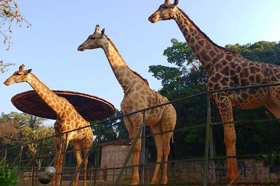 Divulgação/Fundação Parque Zoológico de SP