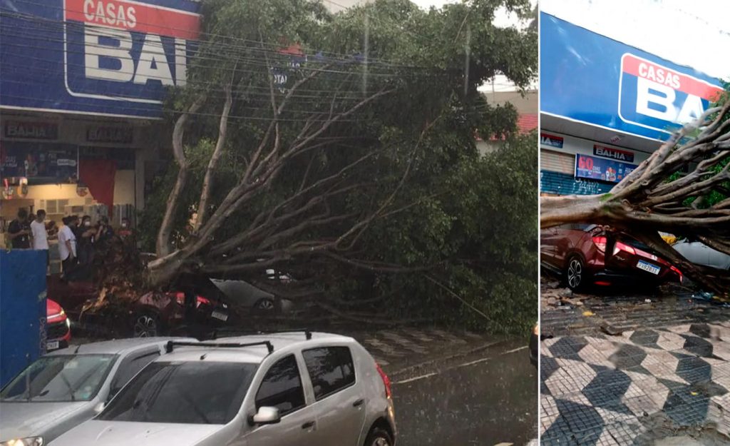 Reprodução