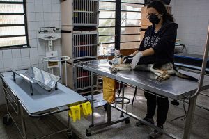 Divulgação / Secom / PMTS