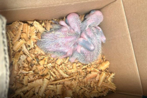 Polícia Militar / Divulgação